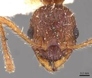 Myrmica kotokui H casent0907648.jpg