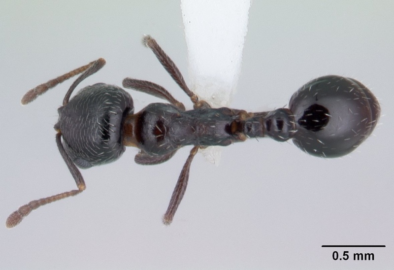 File:Oxyopomyrmex insularis casent0178840 dorsal 1.jpg