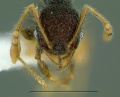 Pheidole fantasia - AntWiki