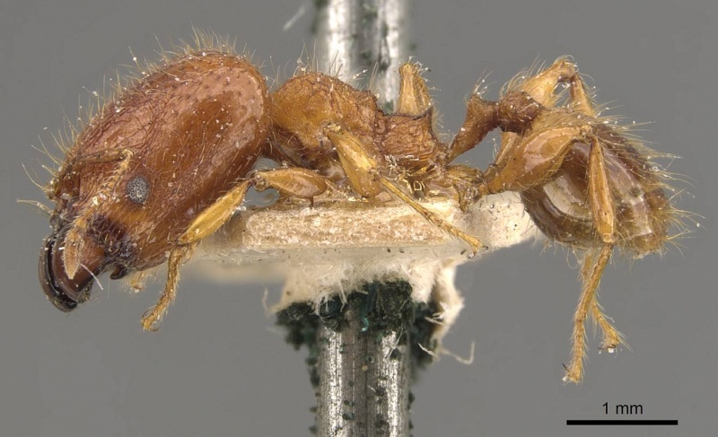 File:Pheidole heyeri casent0908179 p 1 high.jpg