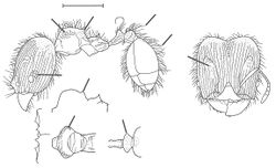 Pheidole napoensis Wilson 2003.jpg