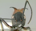 Polyrhachis-mindanaensisH2x.jpg