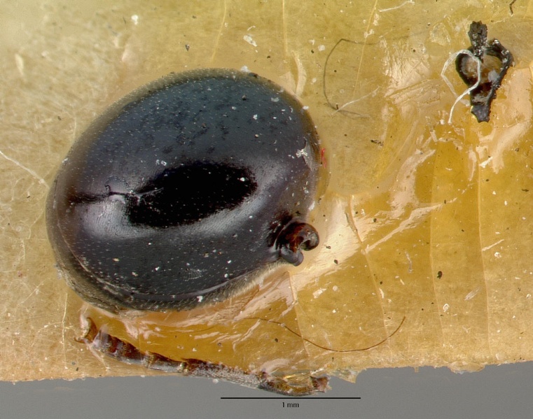 File:Polyrhachis grandis castype06996 head 1.jpg