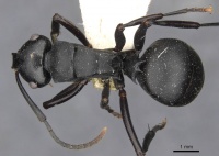 Polyrhachis ops casent0910775 d 1 high.jpg