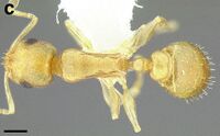 Temnothorax pilicornis casent0756186 F132 c.jpg