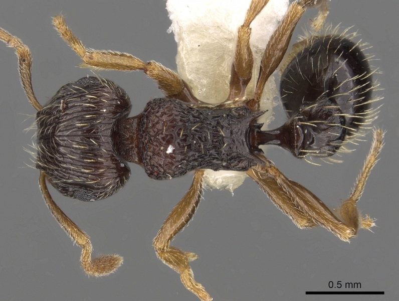 File:Tetramorium sitefrum casent0901119 d 1 high.jpg