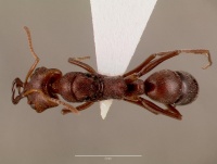 Anochetus levaillanti sam-hym-c007432a dorsal 1.jpg