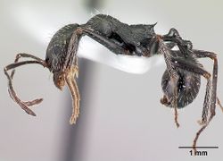 Aphaenogaster simonellii casent0179867 p 1 high.jpg