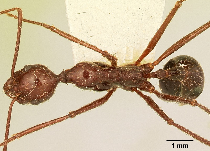 File:Aphaenogaster swammerdami curta casent0101070 dorsal 1.jpg