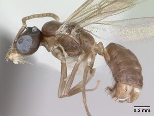 Aptinoma mangabe casent0173594 profile 1.jpg