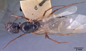 Camponotus dufouri casent0101679 dorsal 1.jpg