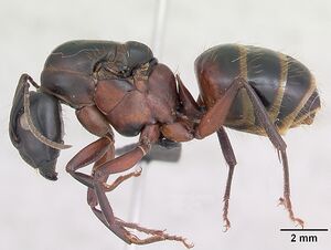Camponotus ligniperda casent0173174 profile 1.jpg