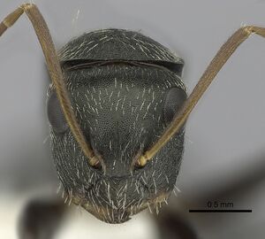 Camponotus linnaei casent0280085 h 1 high.jpg