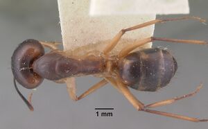 Camponotus maculatus casent0101354 dorsal 1.jpg