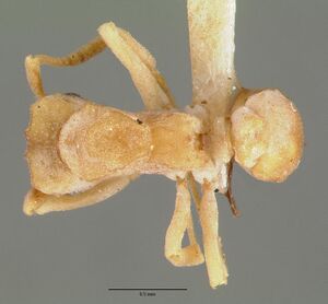 Cyphomyrmex flavidus castype00657 dorsal 1.jpg