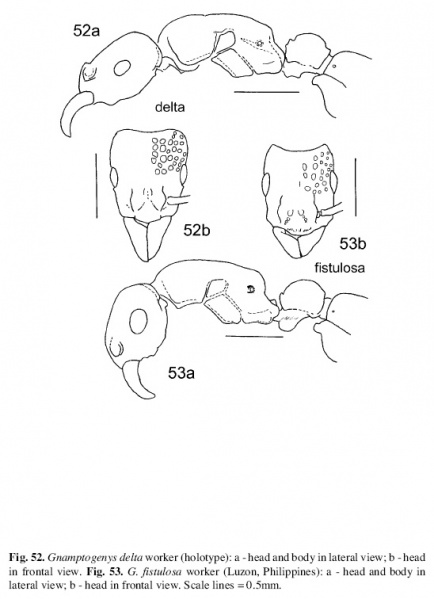 File:Lattke 2004 Gnamptogenys fig 52-53.jpg