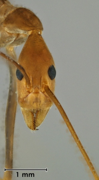 File:Leptomyrmex fragilis ANIC32-062491 head 20-Antwiki.jpg