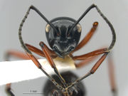 MCZ-ENT001 Polyrhachis-laevissima hef.jpg