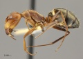 MCZ ENT Camponotus MOZ sp13 hal 1.jpg