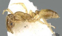 Monomorium montanum casent0906345 p 1 high.jpg