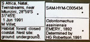 Odontomachus assiniensis sam-hym-c005434a label 1.jpg