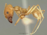 Pheidole granulata castype00652 profile 1.jpg