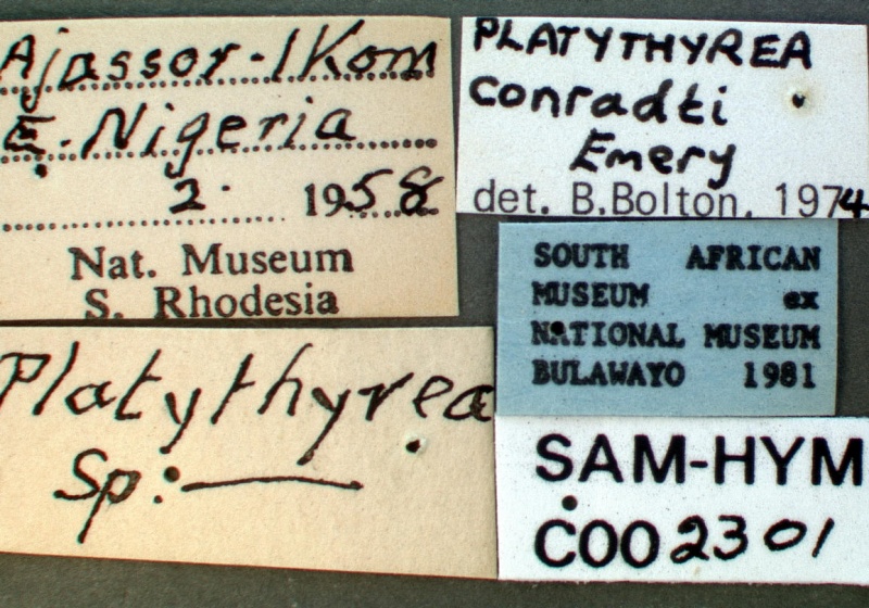 File:Platythyrea conradti sam-hym-c002301a label 1.jpg