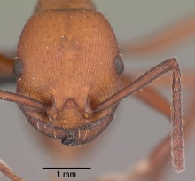 Pogonomyrmex cunicularius casent0103052 head 1.jpg