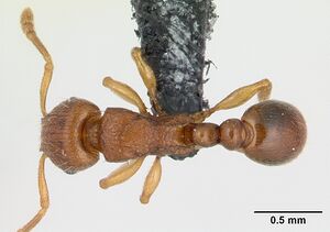 Tetramorium karthala casent0136774 d 1 high.jpg