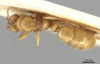 Typhlomyrmex foreli casent0915316 d 1 high.jpg