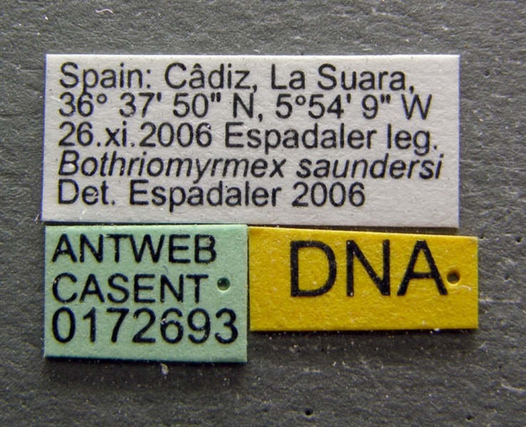 File:Bothriomyrmex saundersi casent0172693 label 1.jpg