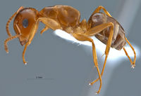 Camponotus-schmitzi-lateral-am-lg.jpg