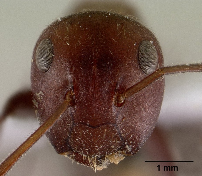 File:Camponotus saundersi casent0179025 head 1.jpg