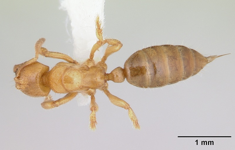 File:Centromyrmex longiventris casent0178742 dorsal 1.jpg