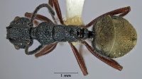 Dolichoderus ypsilon niger top view