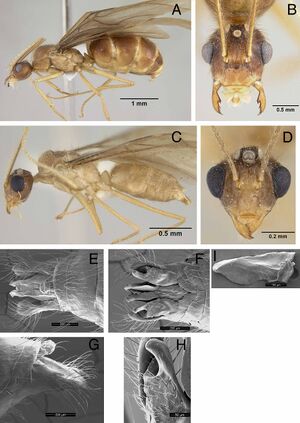 Euprenolepis negrosensis.jpg