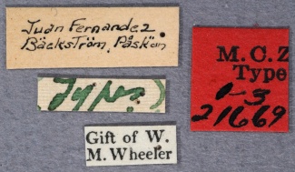 Nylanderia skottsbergi syntype MCZC labels-Antwiki.jpg