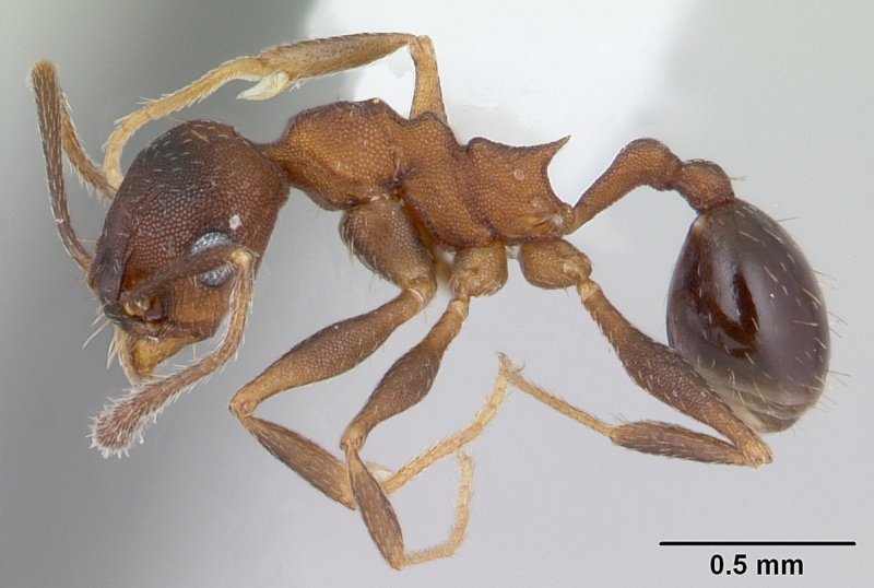 File:Pheidole cyrtostela casent0178015 profile 1.jpg