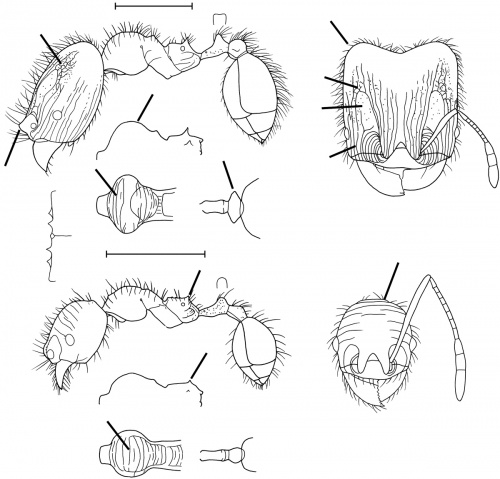 Pheidole securigera Wilson 2003.jpg