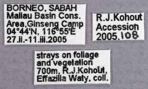 Polyrhachis ypsilon 2 labels.jpg