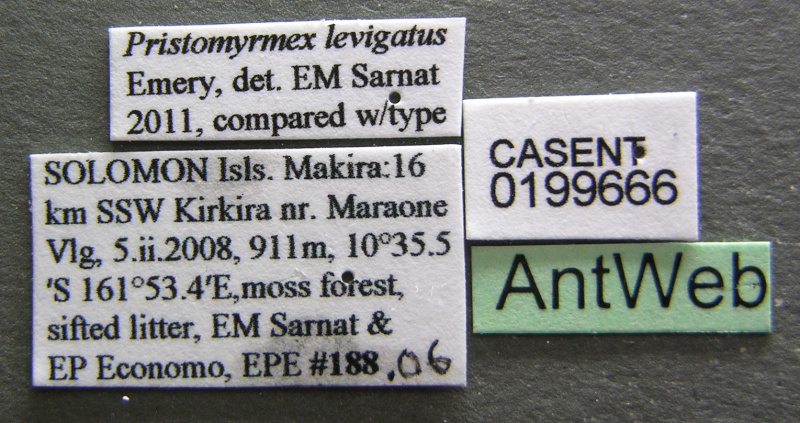 File:Pristomyrmex levigatus casent0199666 l 1 high.jpg