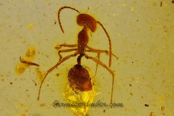 Zigrasimecia ferox, Burmese-amber.com (3).jpg