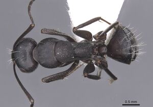 Camponotus amaurus casent0913685 d 1 high.jpg