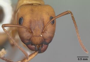 Camponotus snellingi casent0103730 head 2.jpg