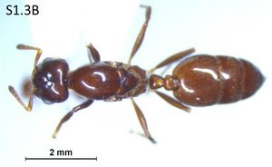 Crematogaster hullettii F1.3B.jpg