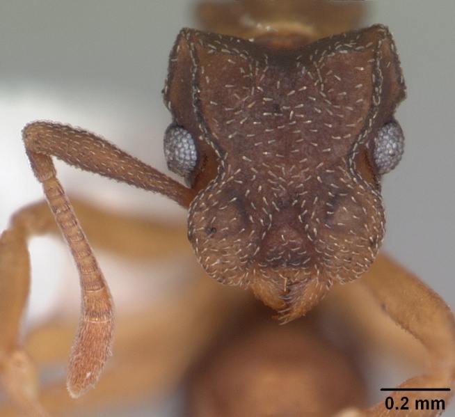 File:Cyphomyrmex minutus casent0103832 head 2.jpg