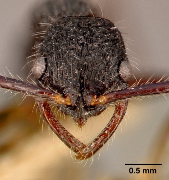 File:Leptogenys conradti sam-hym-c002505a head 1.jpg