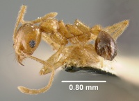 MCZ-ENT00031794 Pheidole grayi hal.jpg