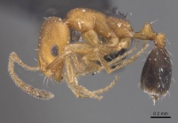 Monomorium knappi casent0913812 p 1 high.jpg