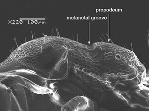 Monomorium sarawatense 9.jpg